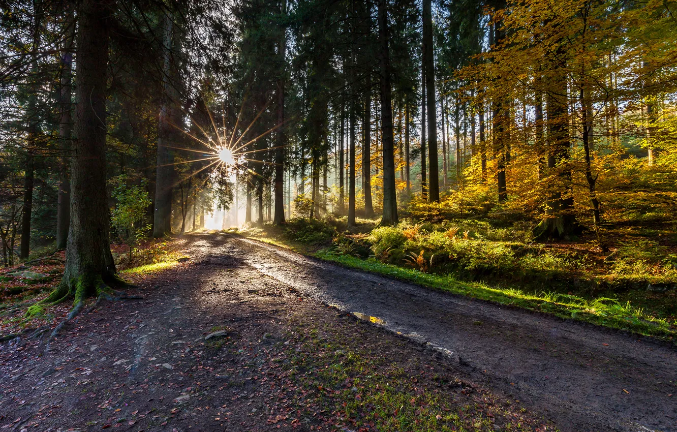 Фото обои дорога, осень, лес, деревья, лучи солнца