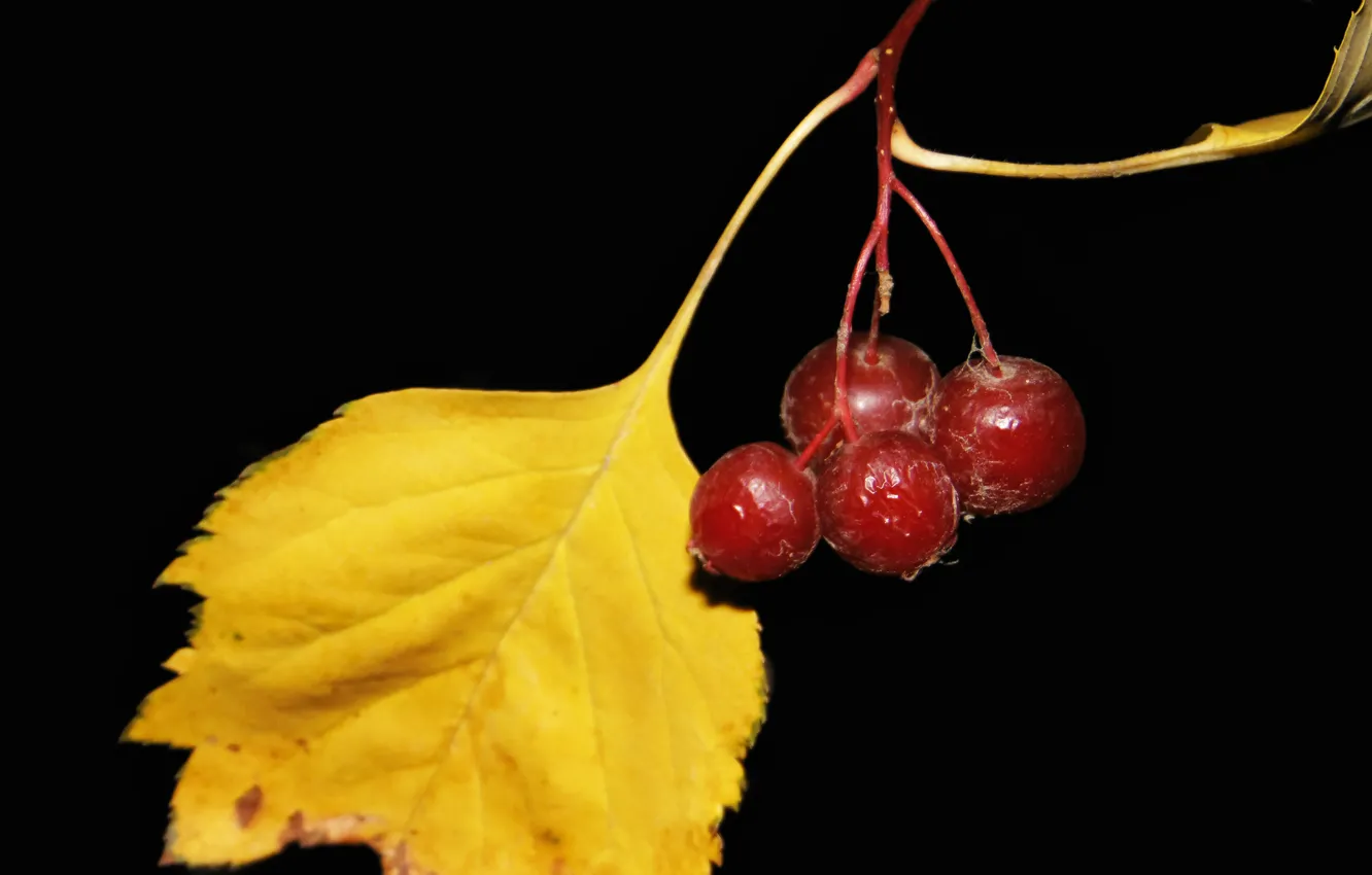 Фото обои осень, черный фон, ягоды боярышника