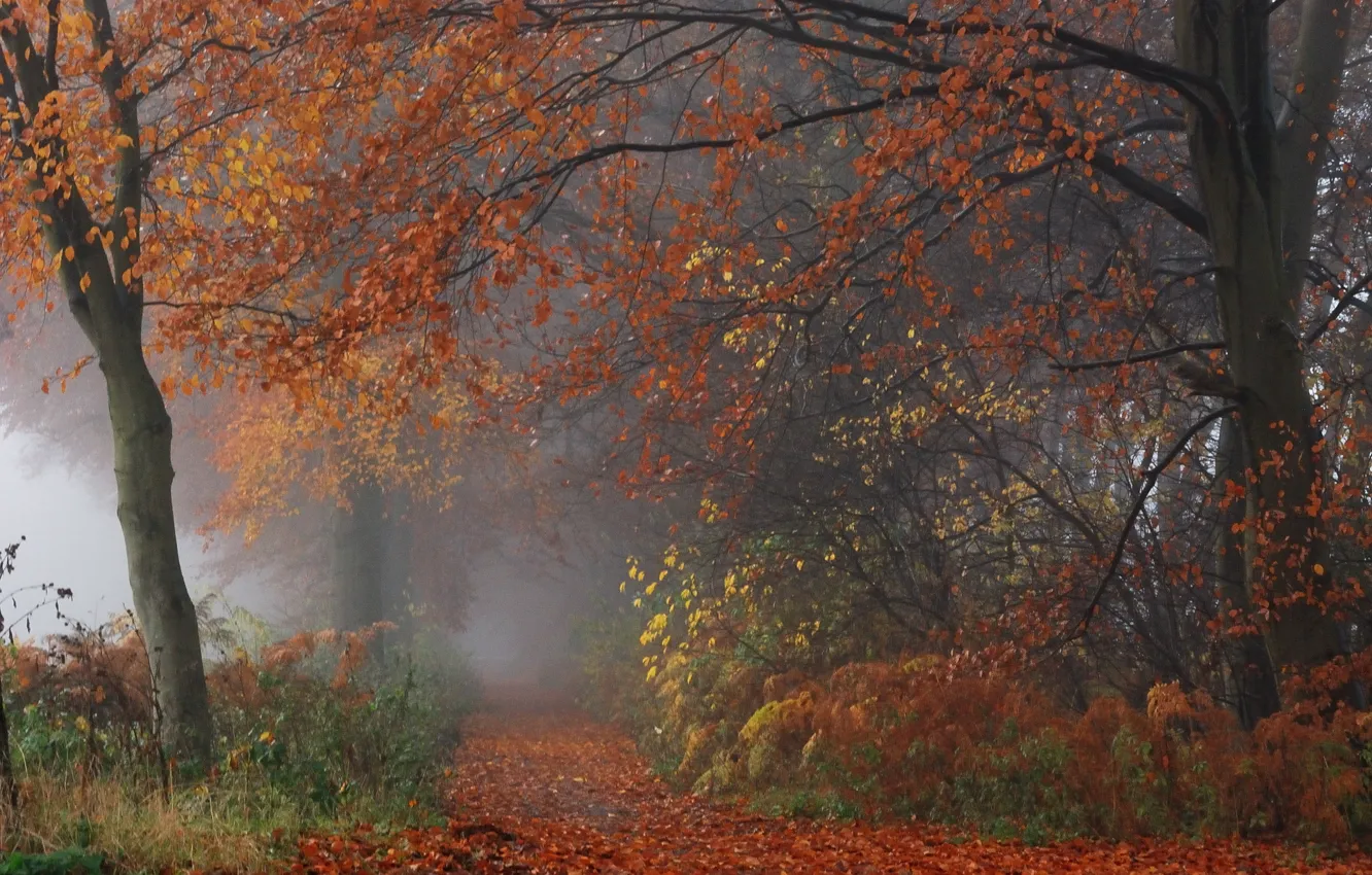 Фото обои осень, лес, листья, деревья, туман, ветви, Природа, forest