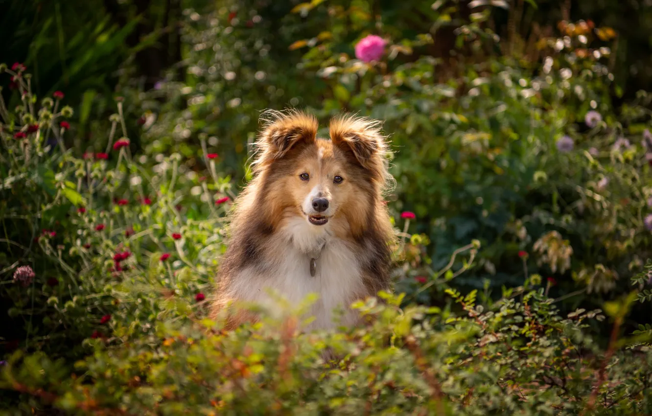 Фото обои морда, цветы, собака, Шелти, Шетландская овчарка