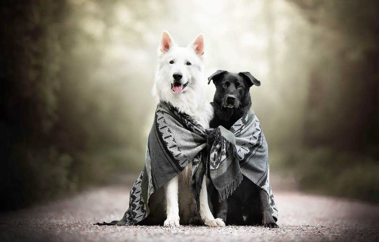 Фото обои собаки, шарф, друзья