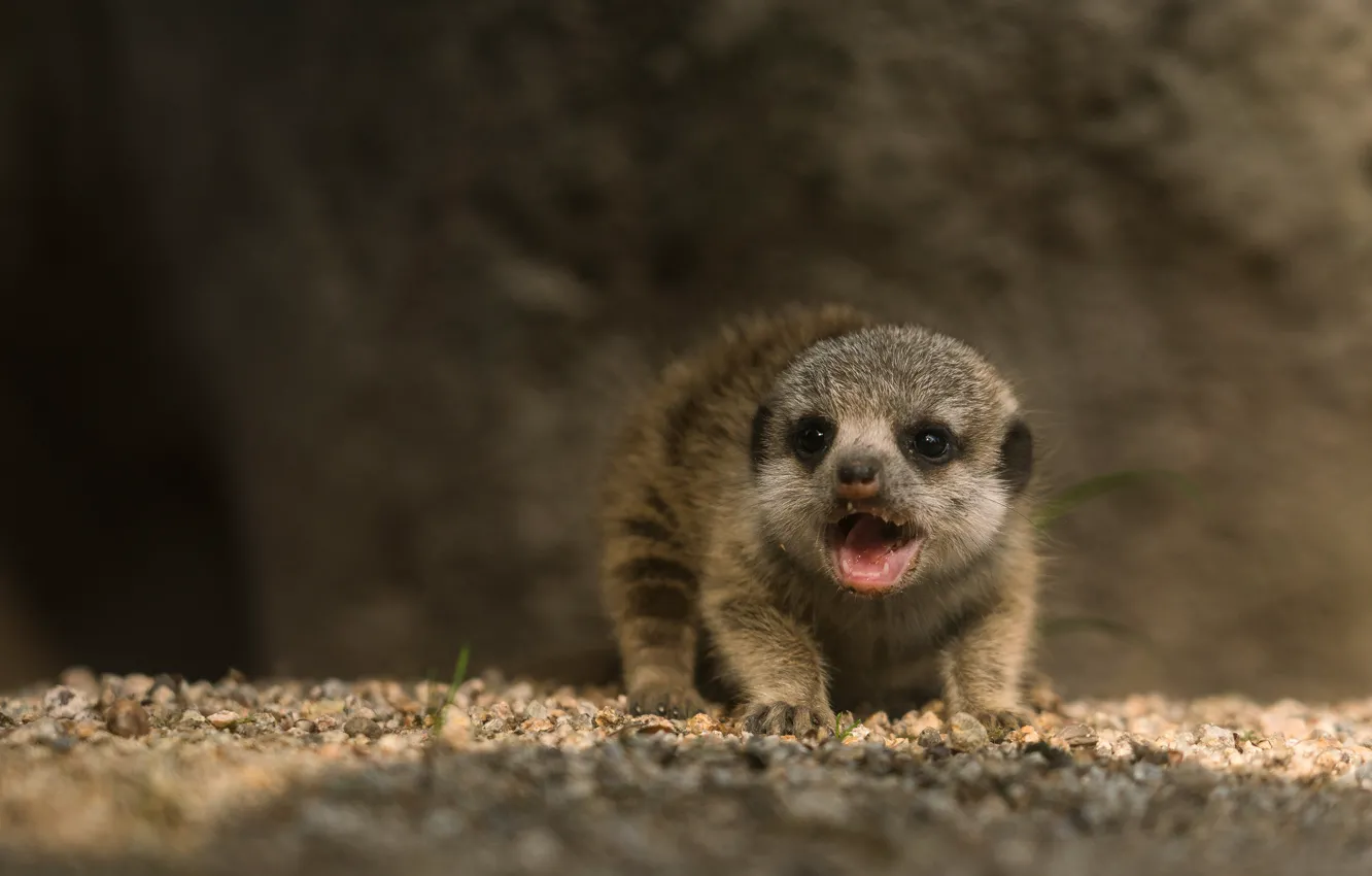 Фото обои фон, сурикаты, малыш, пасть, детёныш, мордашка