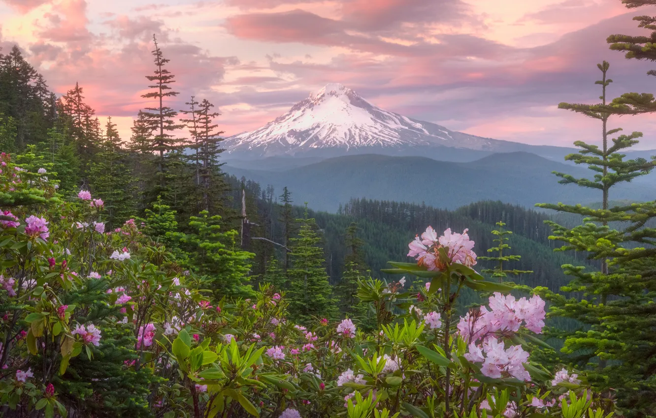 Фото обои лес, небо, цветы, гора
