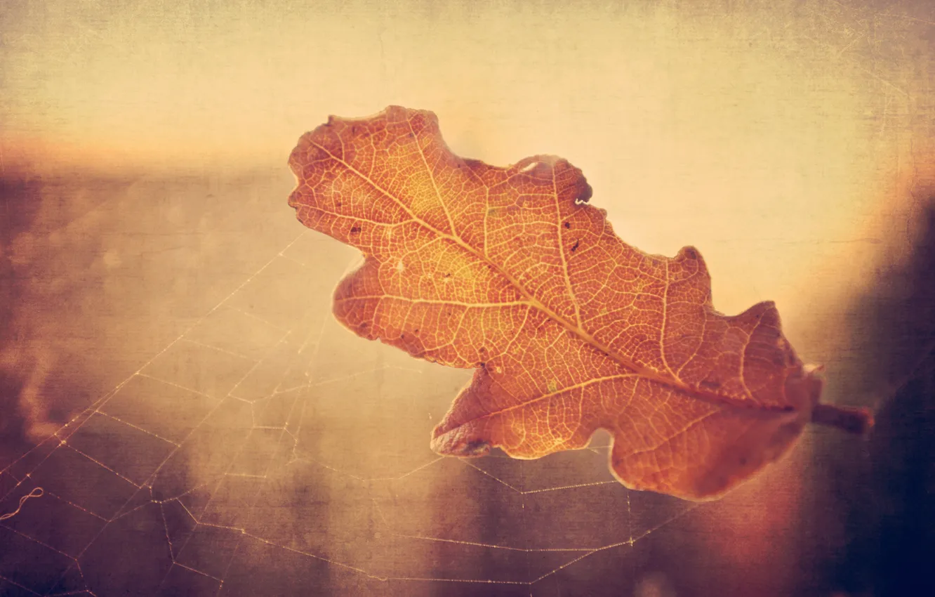 Фото обои осень, макро, свет, лист, паутина, сухой, дубовый