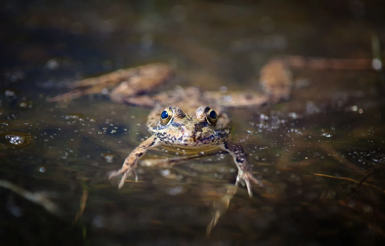 Фото обои вода, лягушка, земноводное