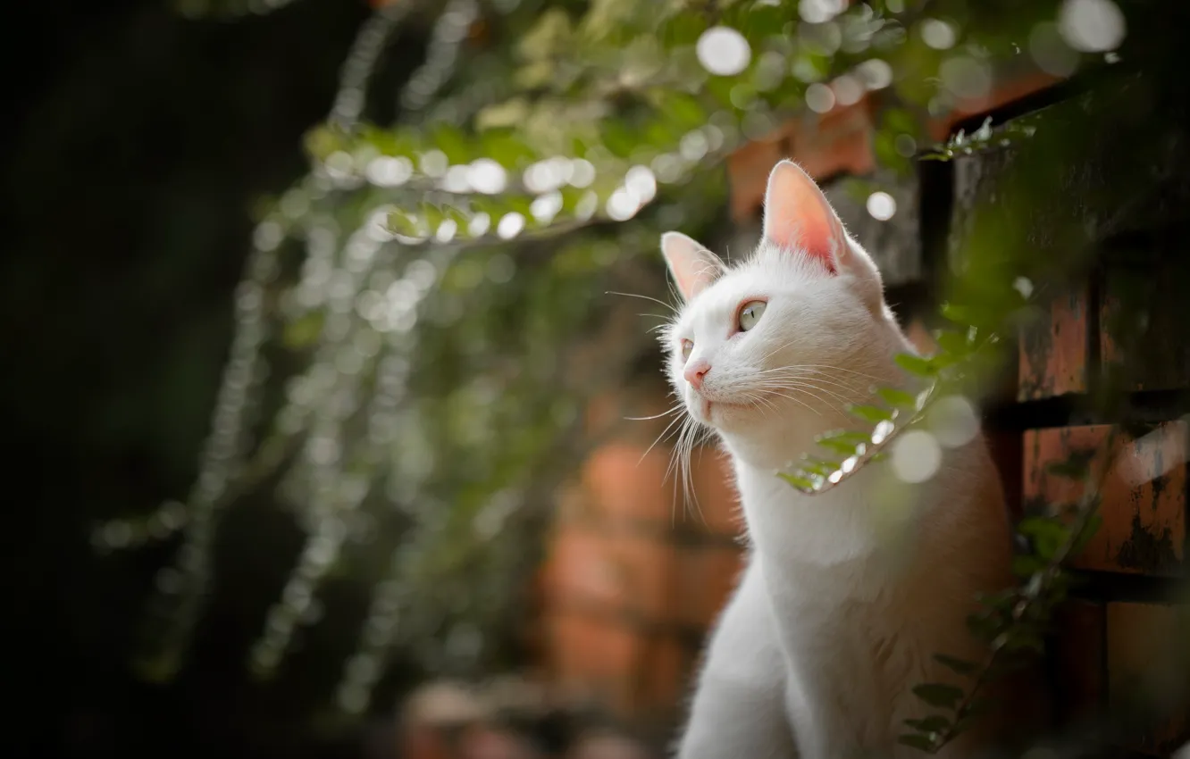 Фото обои кошка, портрет, боке, белая кошка