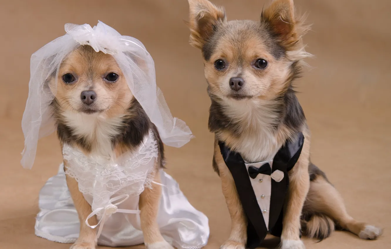 Фото обои собаки, парочка, чихуахуа, свадьба