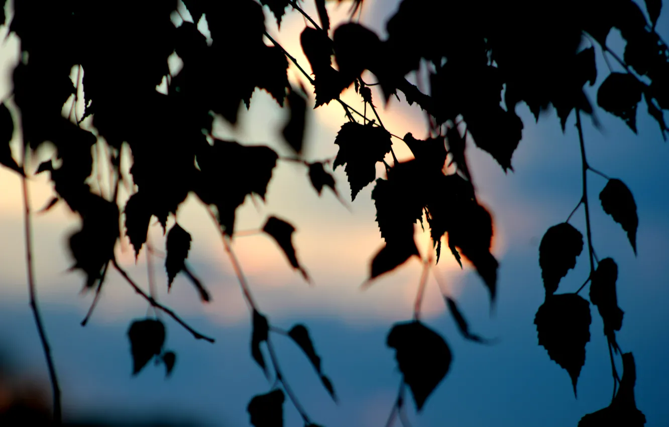 Фото обои небо, листья, макро, закат, дерево, береза