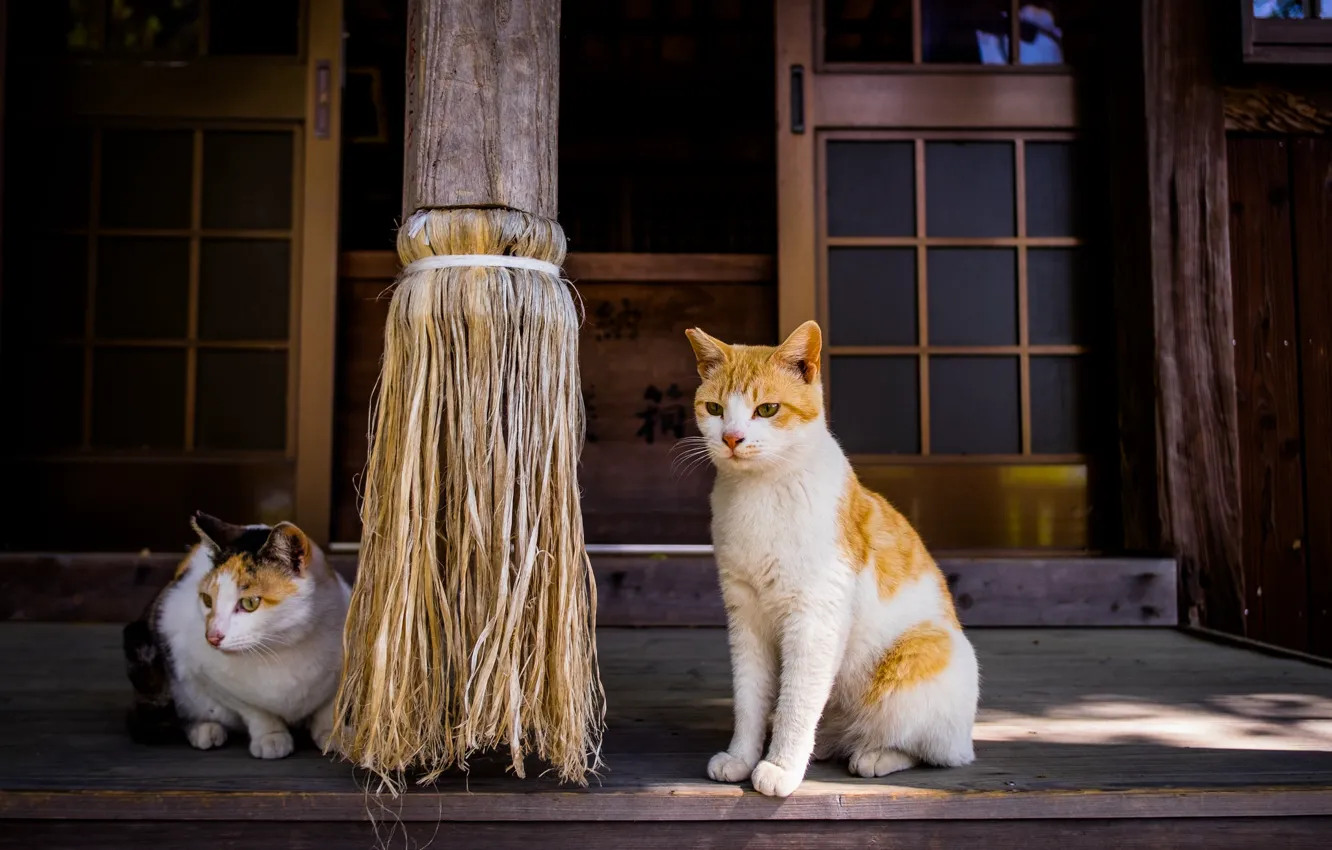Фото обои кот, дом, коты, двери, рыжий, двор, пара, Азия