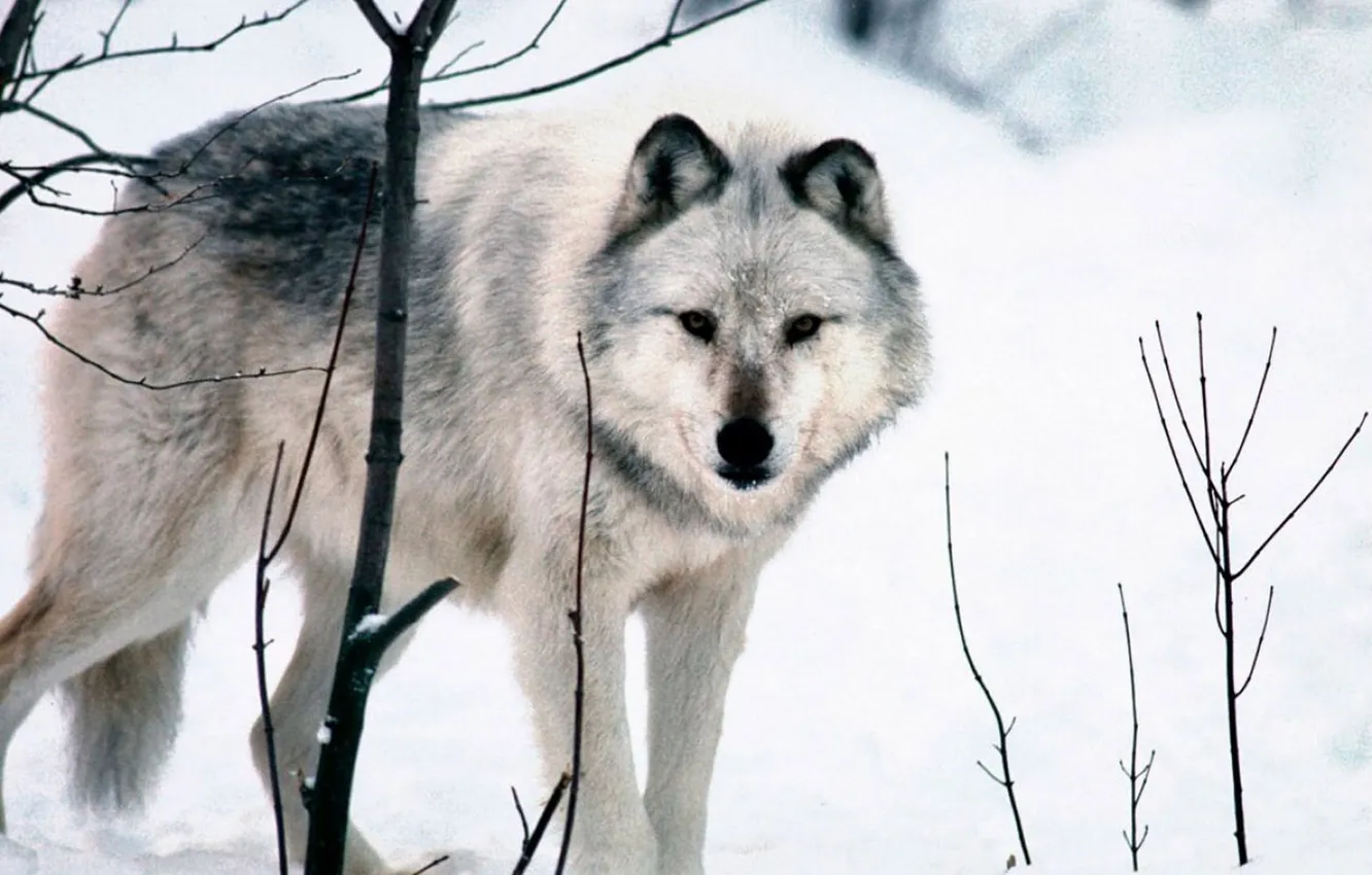 Фото обои nature, face, animal, wolf, wildlife, head, fur, mammal