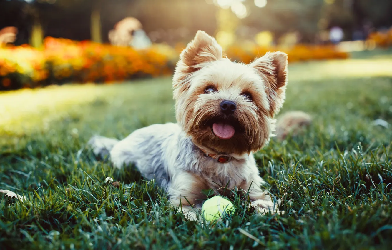 Фото обои summer, york, small, yorkie, terrier, yorkshire