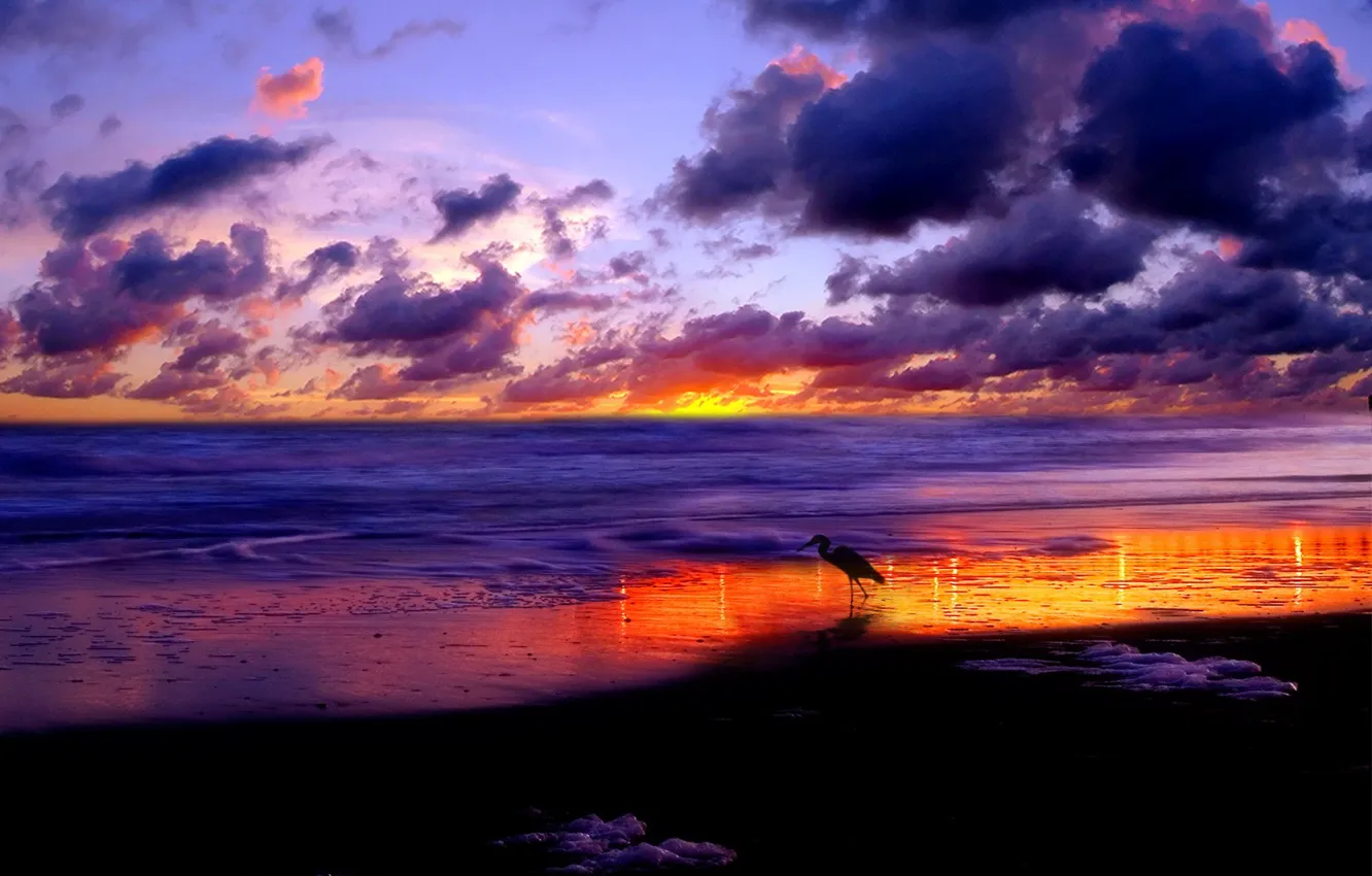 Фото обои море, облака, Закат, аист