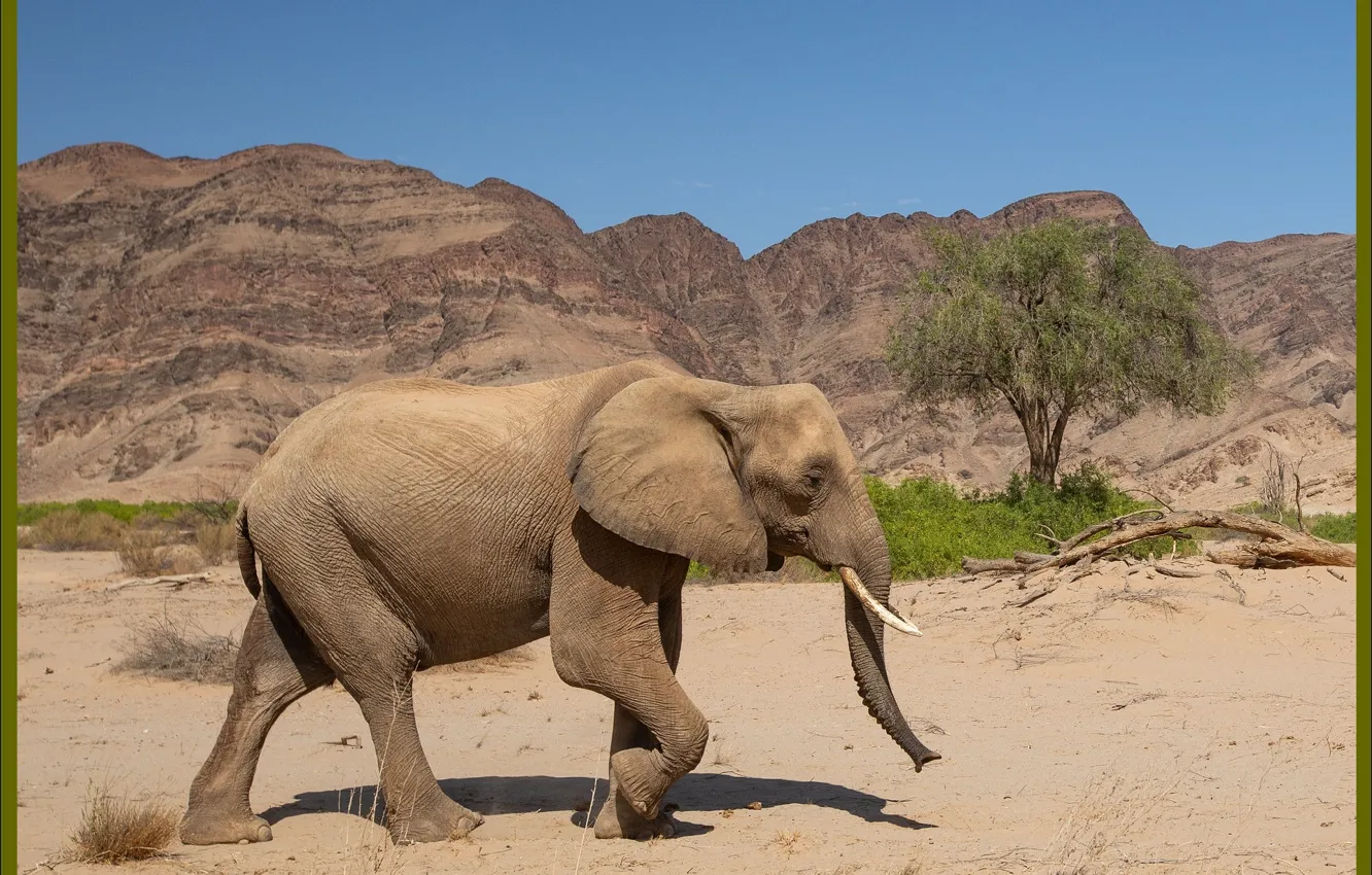 Фото обои природа, слон, картина, Африка, nature, Africa, picture, elephant