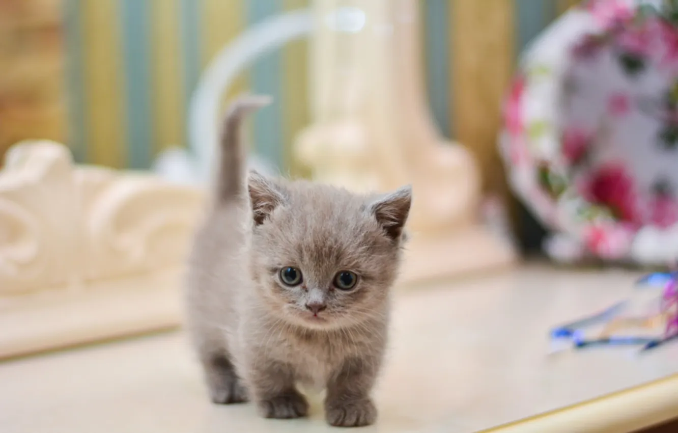 Фото обои animals, kittens, munchkin, kitten playing, kitten isolated, feline fur