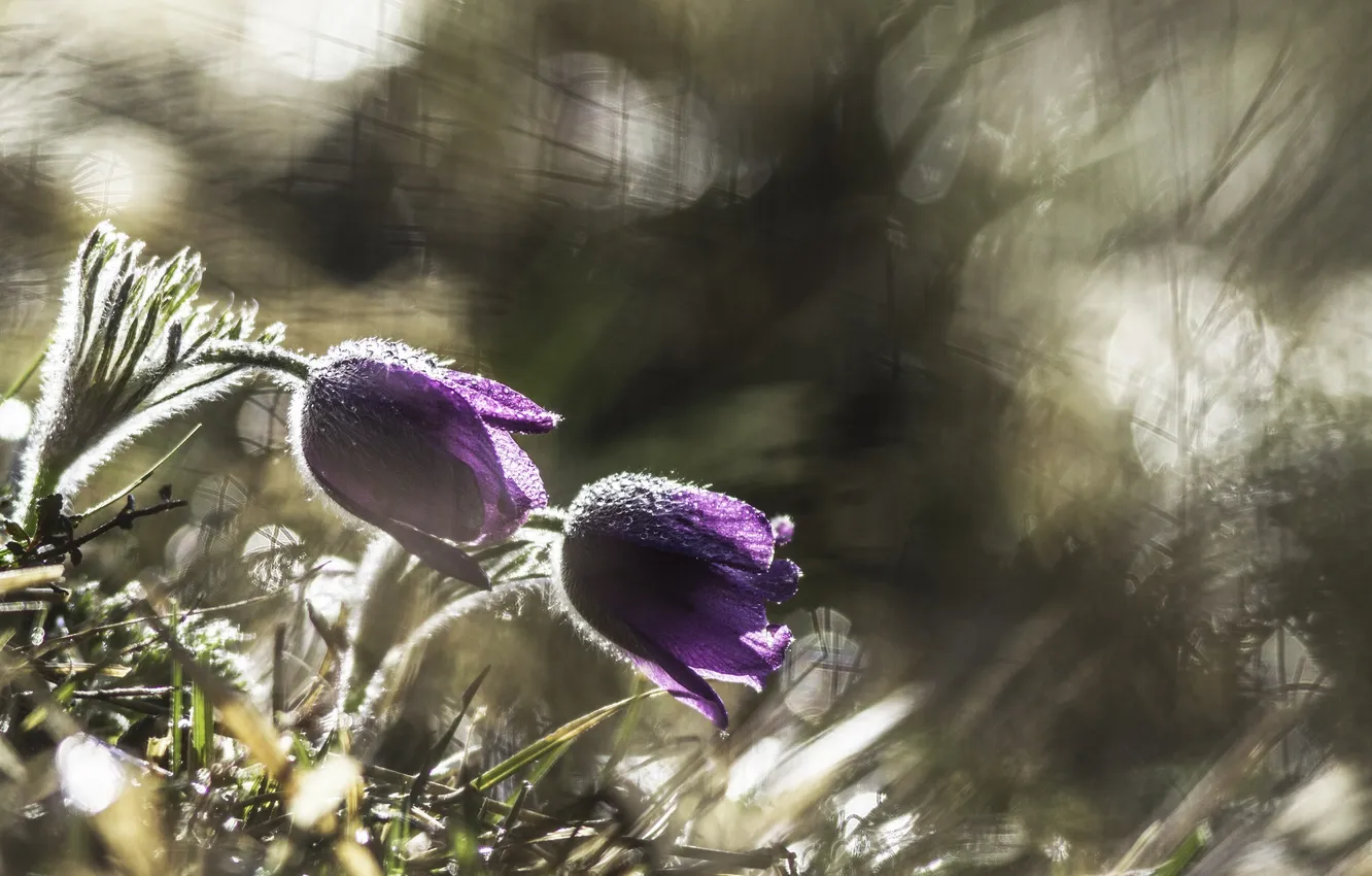 Фото обои grass, травка, цветение, blossom, Анемоны, Anemones