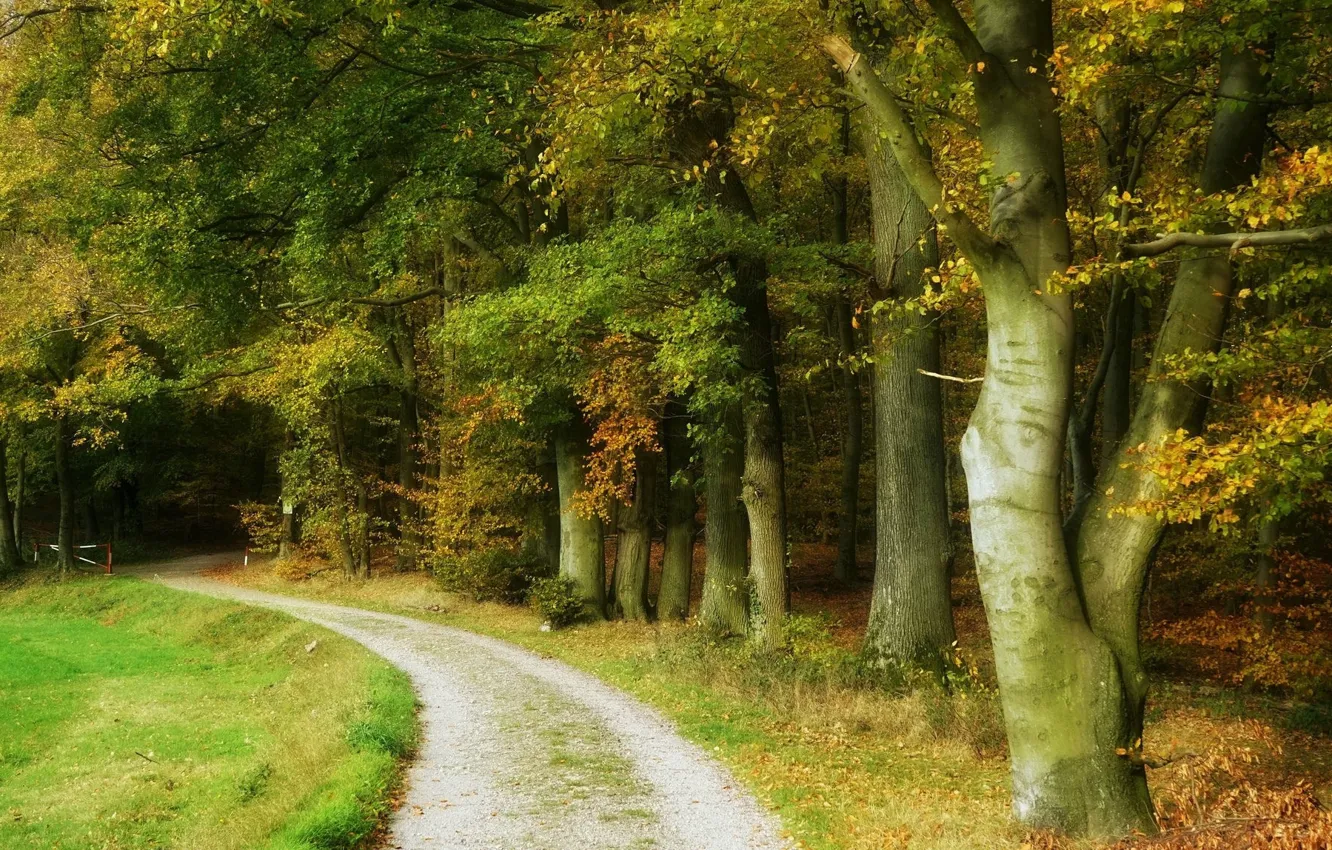 Фото обои дорога, лес, деревья