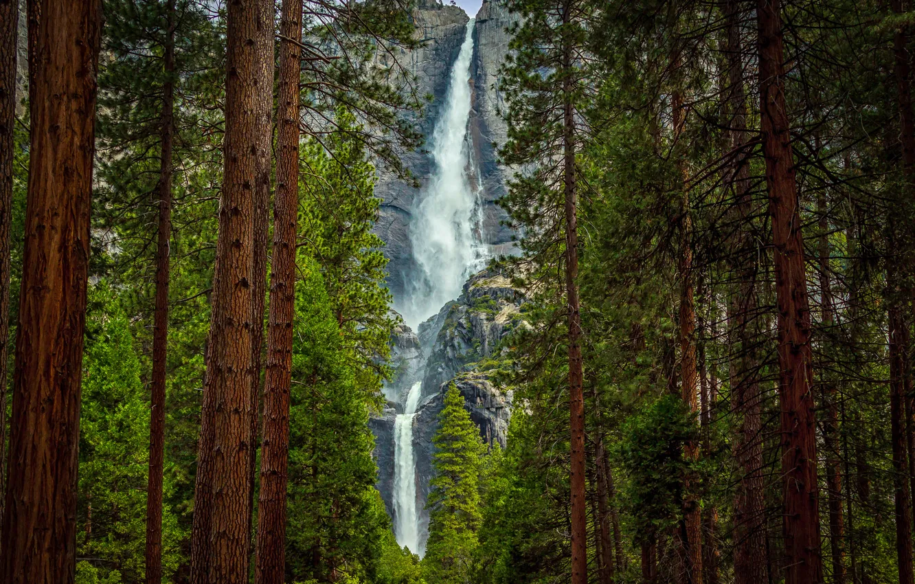 Фото обои лес, деревья, горы, скала, водопад