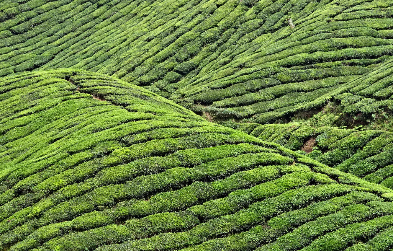 Фото обои пейзаж, холмы, чай, плантация