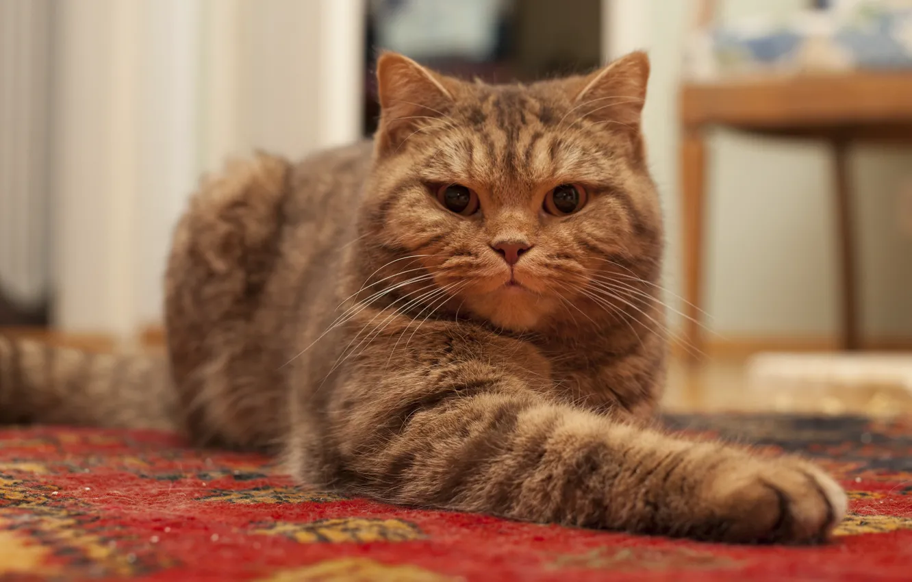 Фото обои кошка, кот, взгляд, морда, поза, комната, ковер, лапы