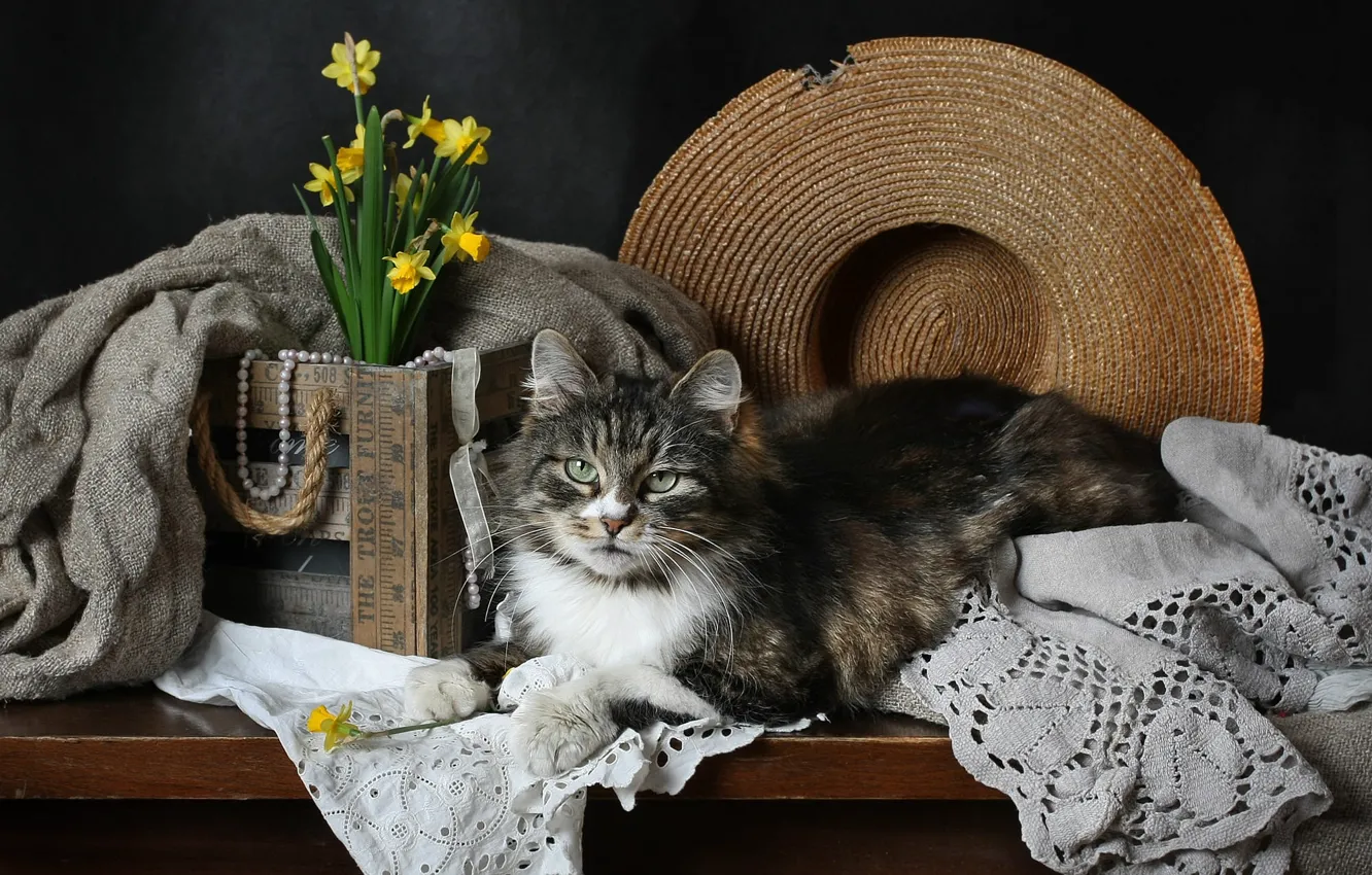 Фото обои кошка, кот, цветы, темный фон, стол, серый, букет, шляпа