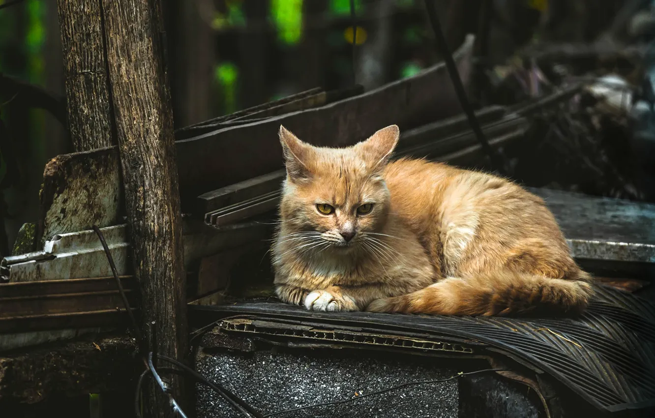 Фото обои кошка, кот, темный фон, рыжий, лежит, уличный, барахло