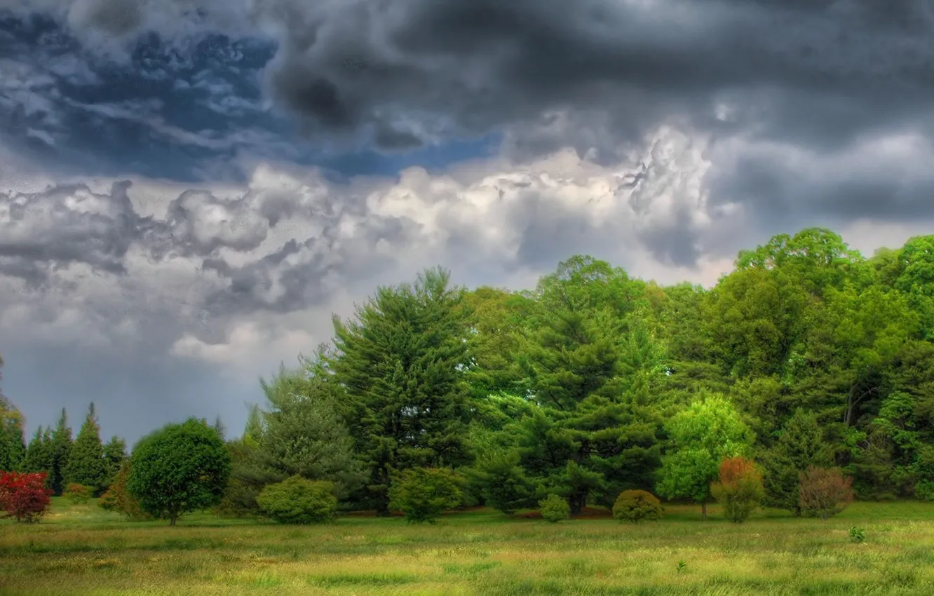 Фото обои forest, sky, trees, nature, clouds
