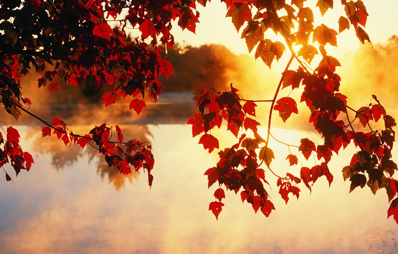 Фото обои осень, листья, солнце, лучи, свет, деревья, красота