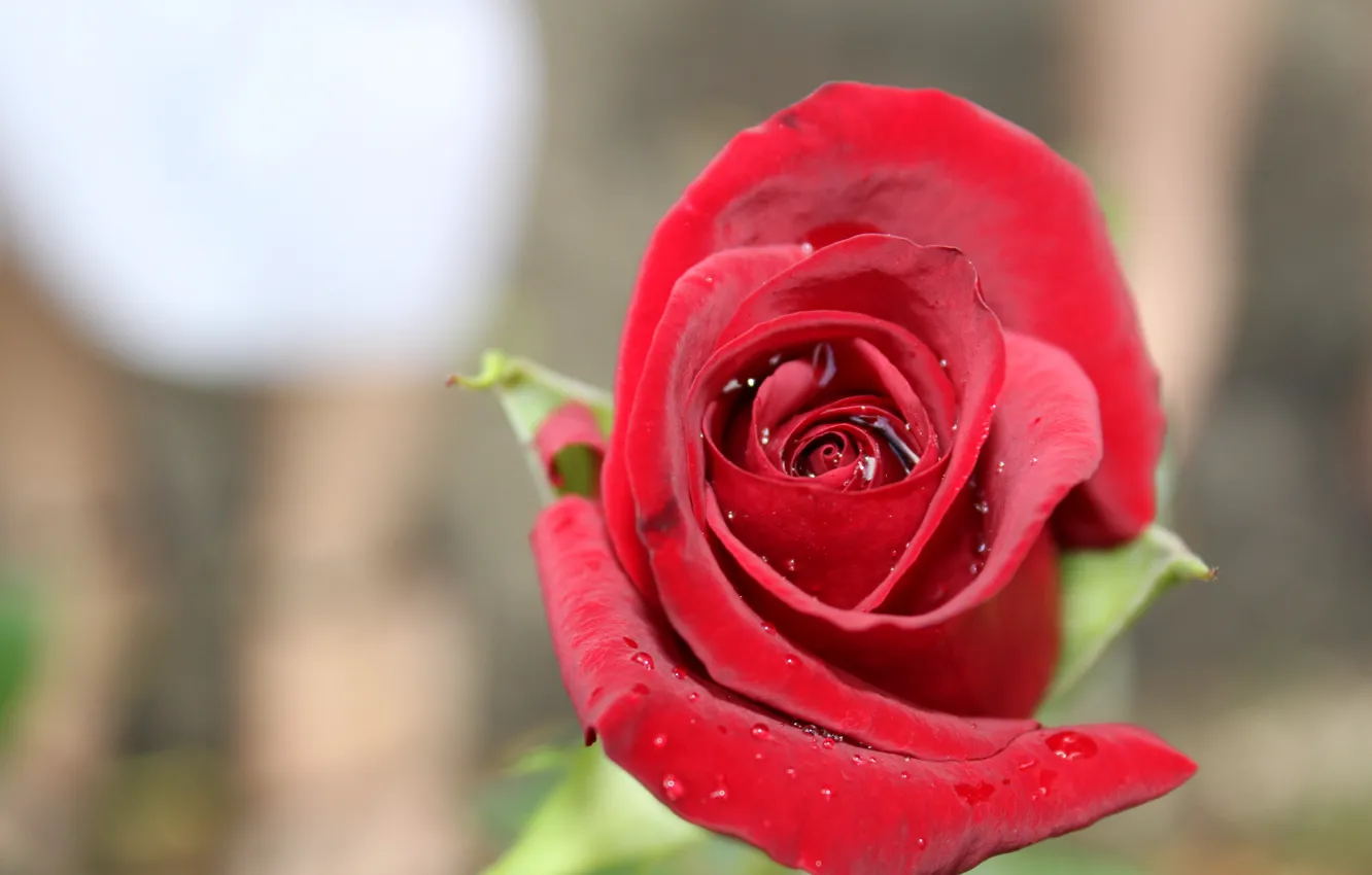 Фото обои цветы, роза, красивая, красная роза