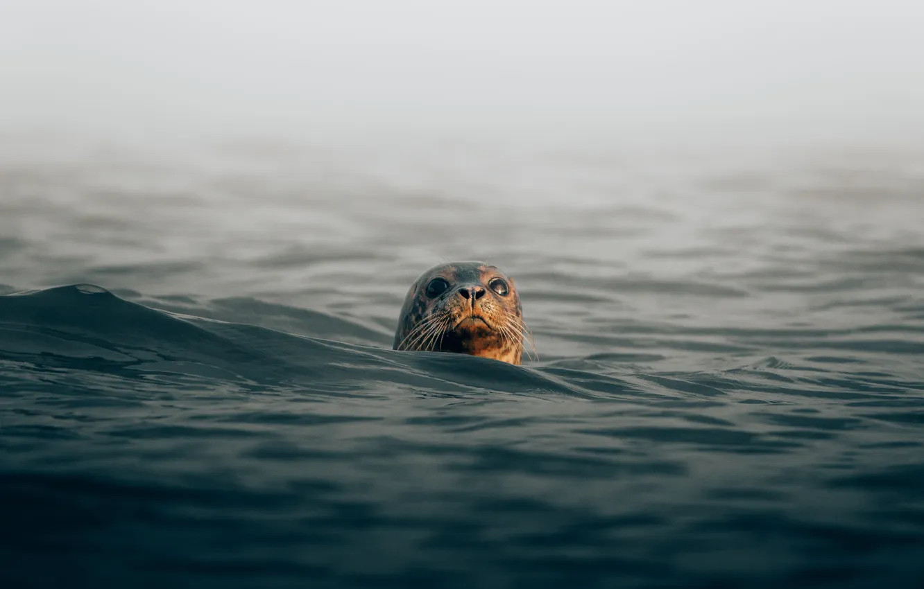 Фото обои море, вода, тюлень