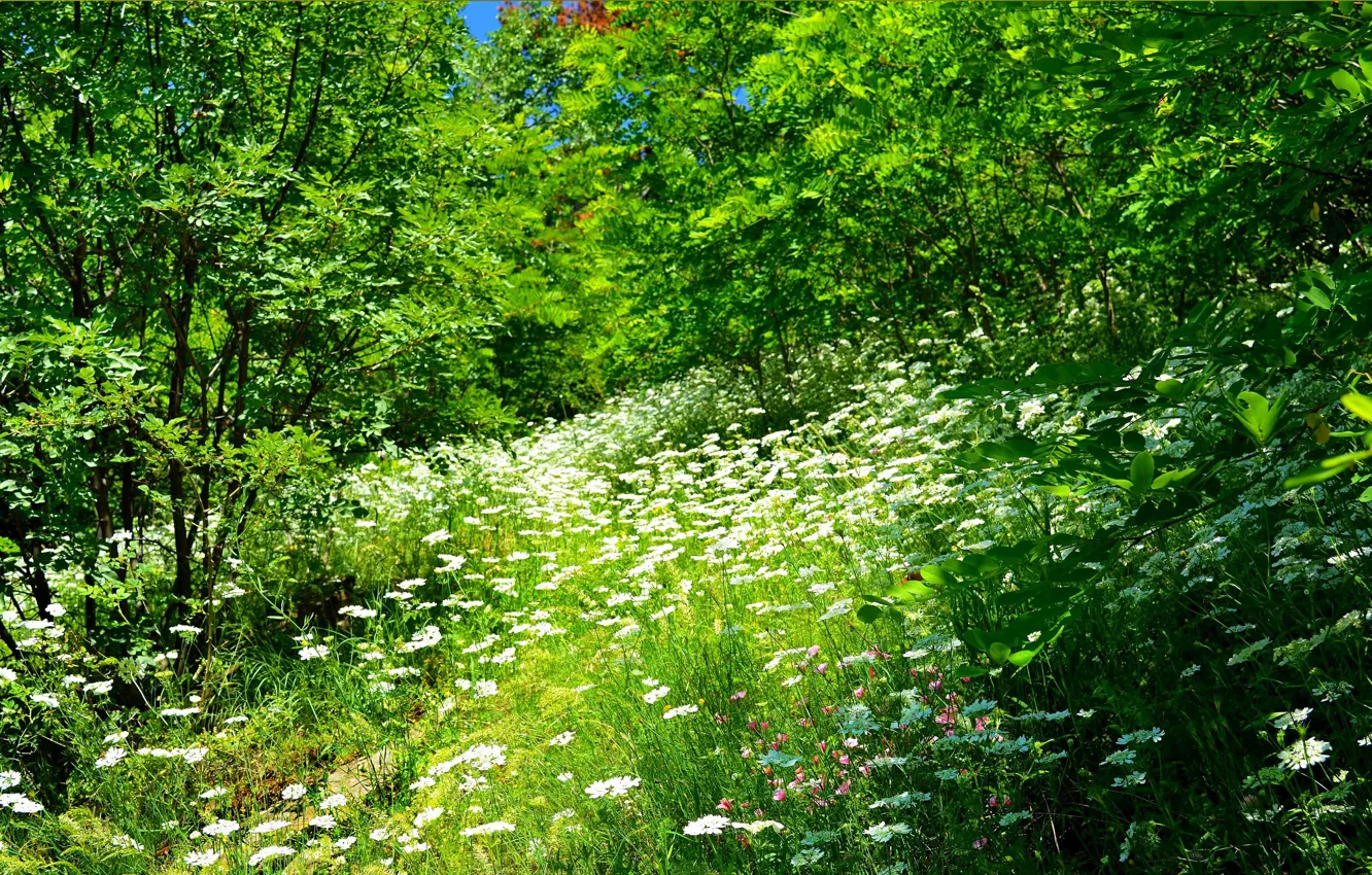 Фото обои трава, Цветочки, Grass, Flowers
