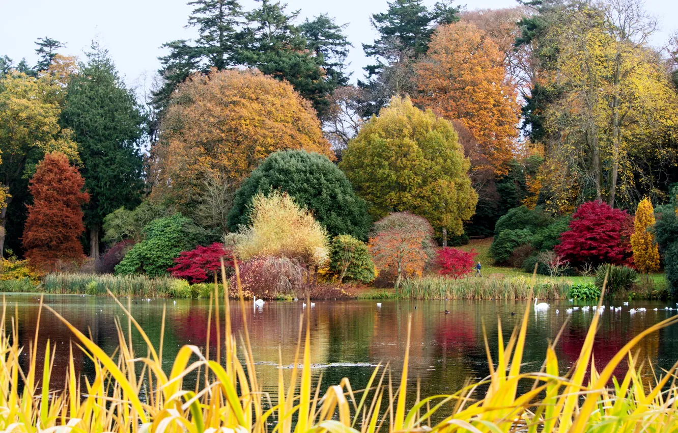 Фото обои осень, трава, деревья, пруд, парк, Великобритания, лебеди, кусты