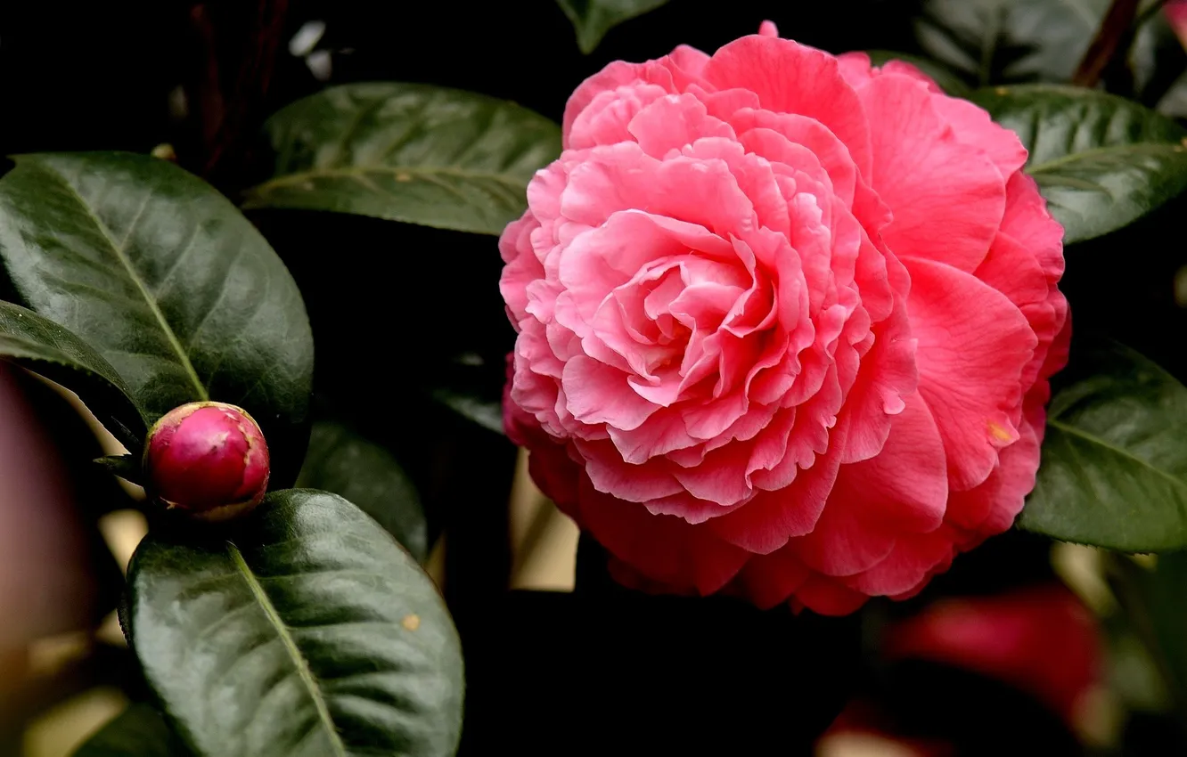 Фото обои цветы, flowers, pink Camellia, розовая камелия