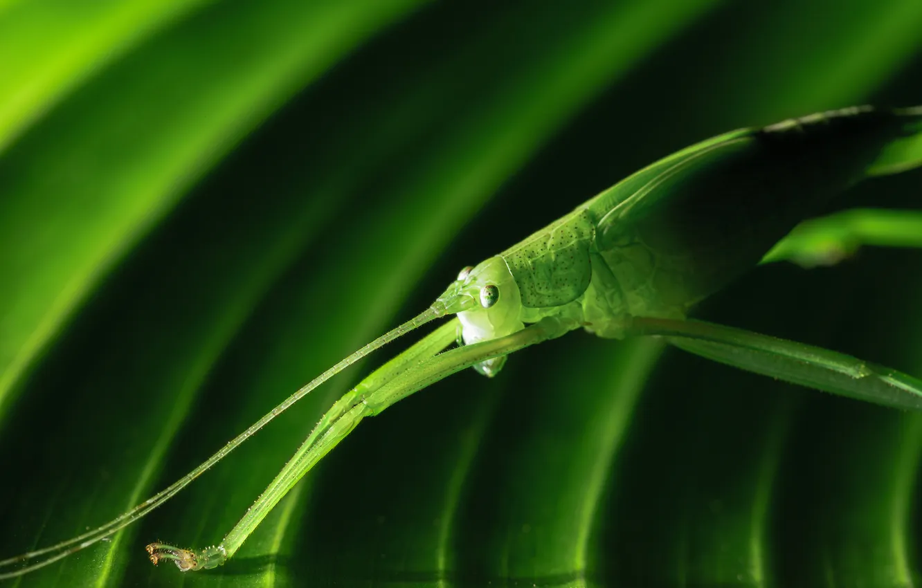 Фото обои природа, лист, зеленый, насекомое, кузнечик