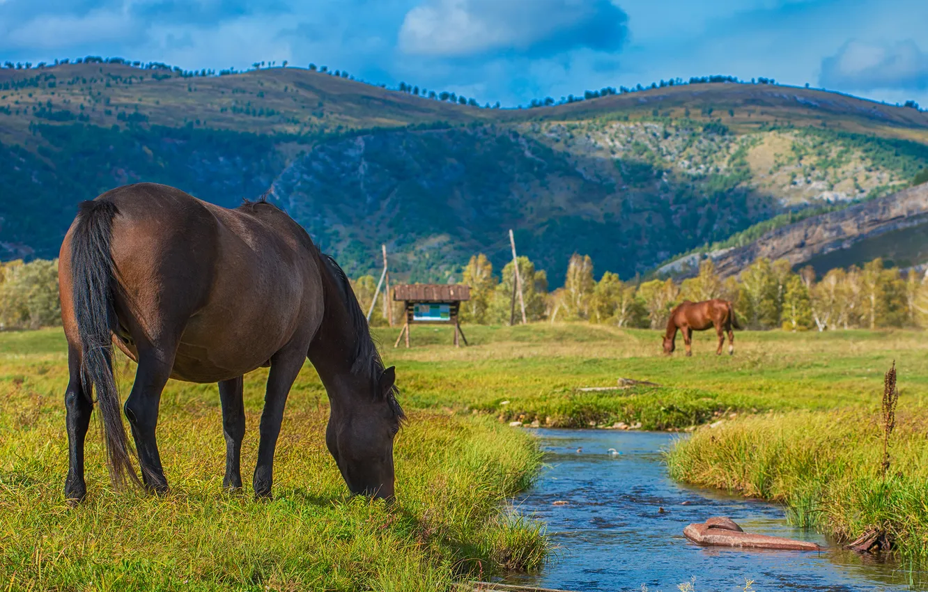 Фото обои поле, трава, ручей, кони, лошади, пастбище