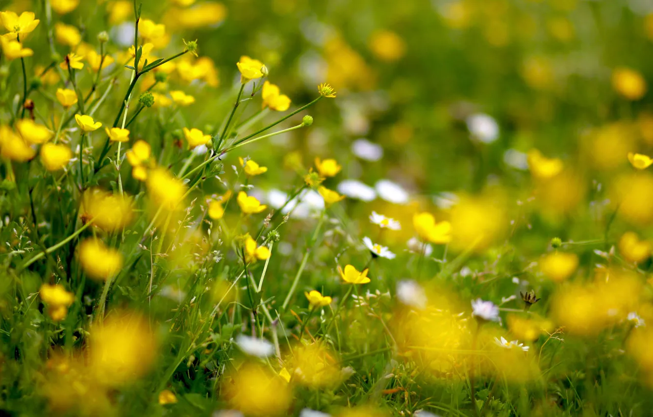 Фото обои цветы, желтый, поляна, лютики
