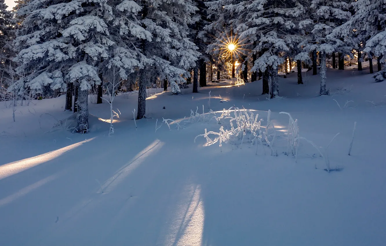 Фото обои зима, лес, солнце, лучи, снег, деревья, Евдокимов Сергей