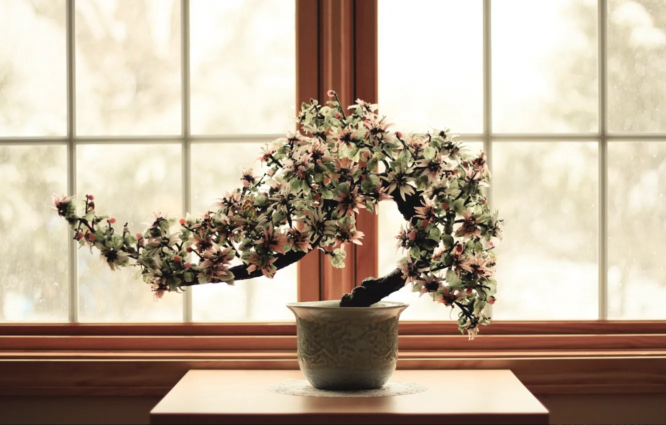 Фото обои цветок, окно, relax, карликовое деревце