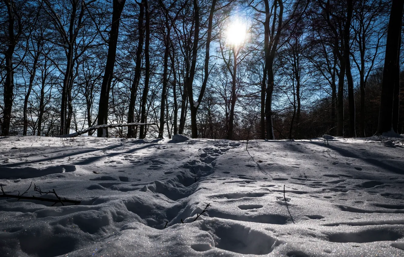 Фото обои зима, снег, деревья, пейзаж, следы, природа, красота