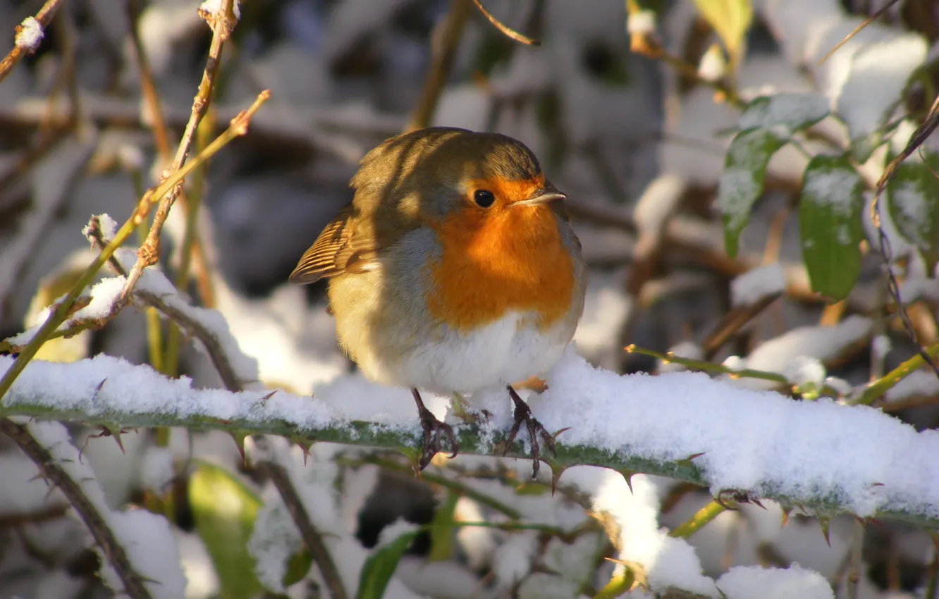 Фото обои зима, снег, утро, птичка