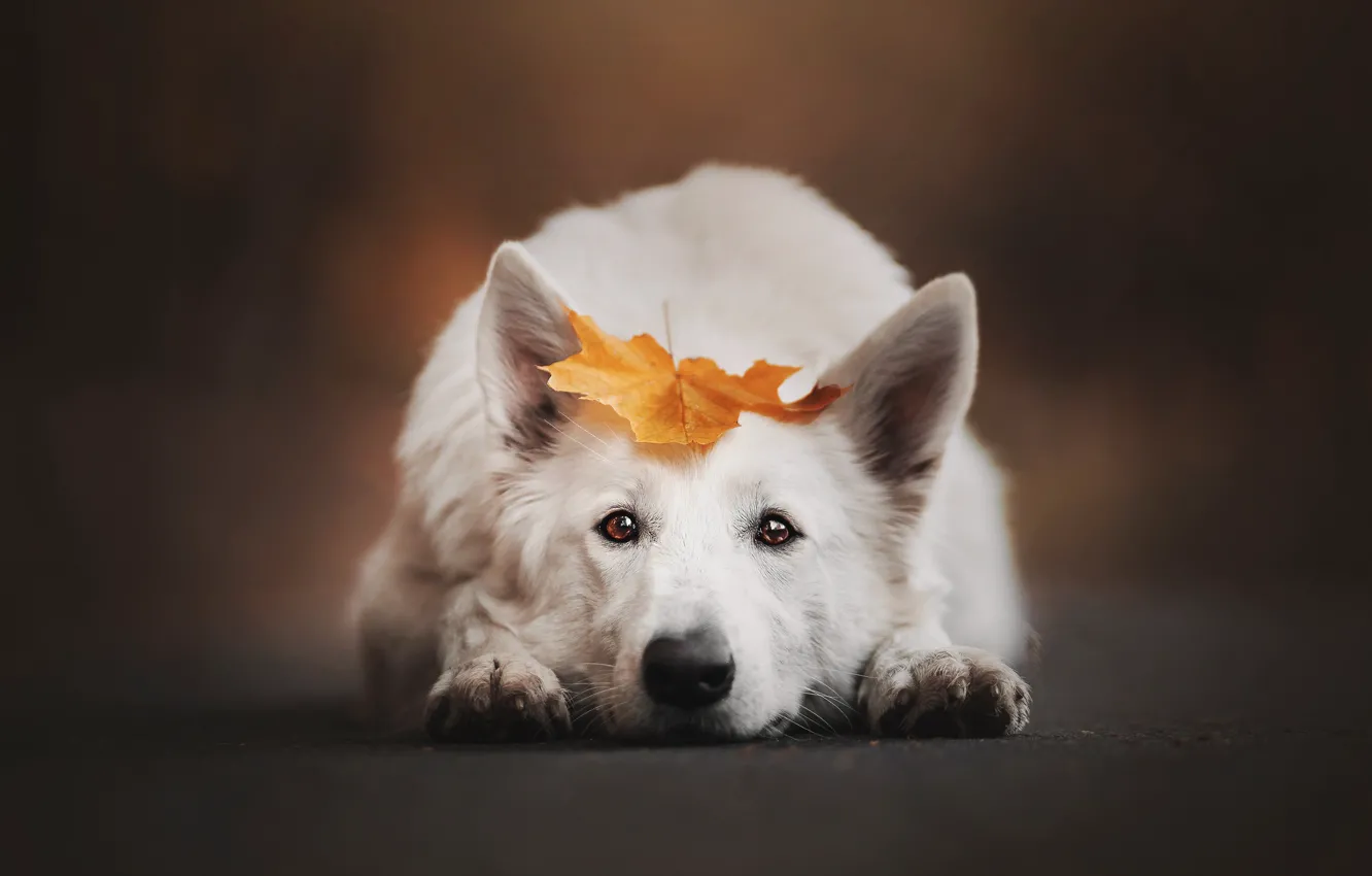 Фото обои осень, взгляд, морда, фон, листок, портрет, собака, лежит
