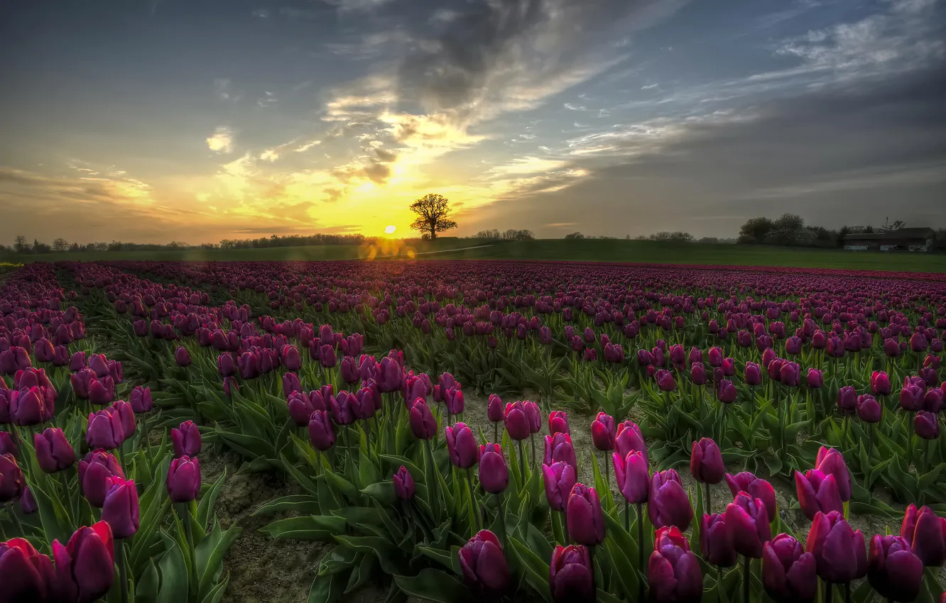 Фото обои поле, закат, цветы, Тюльпаны, Дания