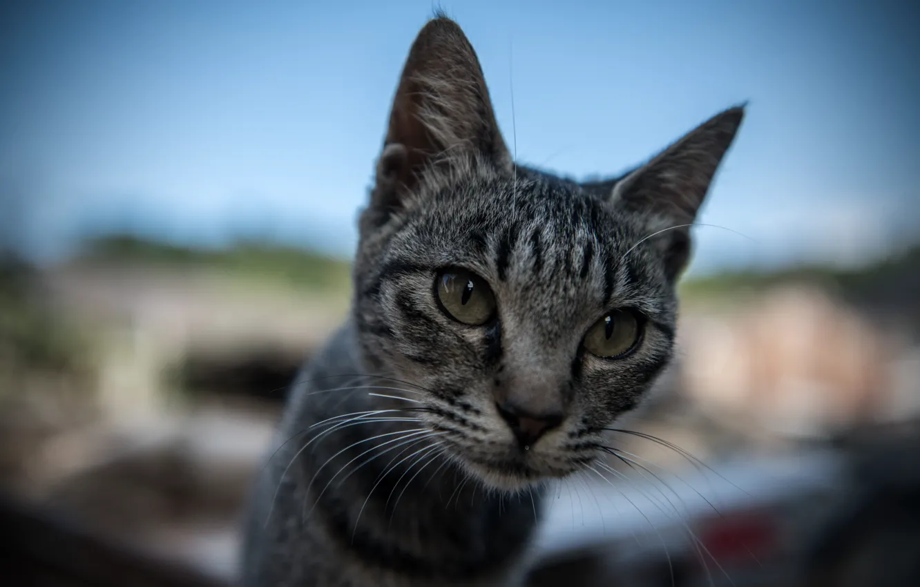 Фото обои Взгляд, Кошка, Япония, Усы, Морда, Japan, Cat Island, Aoshima