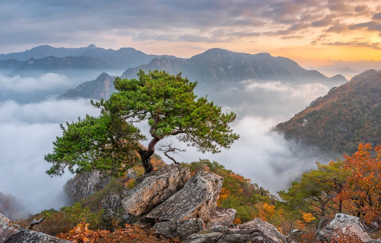 Фото обои осень, деревья, горы, South Korea, сосна, Южная Корея, Bukhansan National Park, Национальный парк Пукхансан