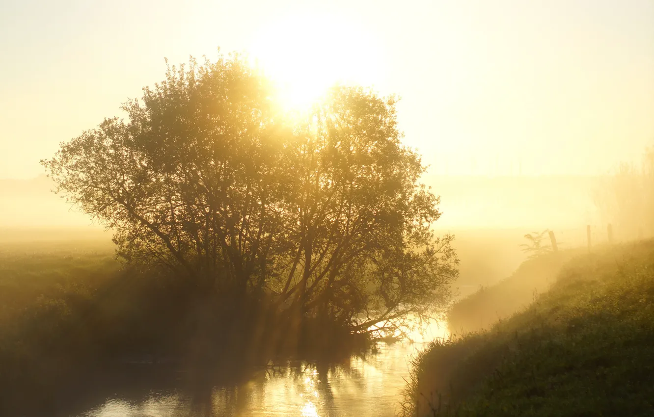 Фото обои солнце, лучи, свет, туман, река, восход, дерево, рассвет