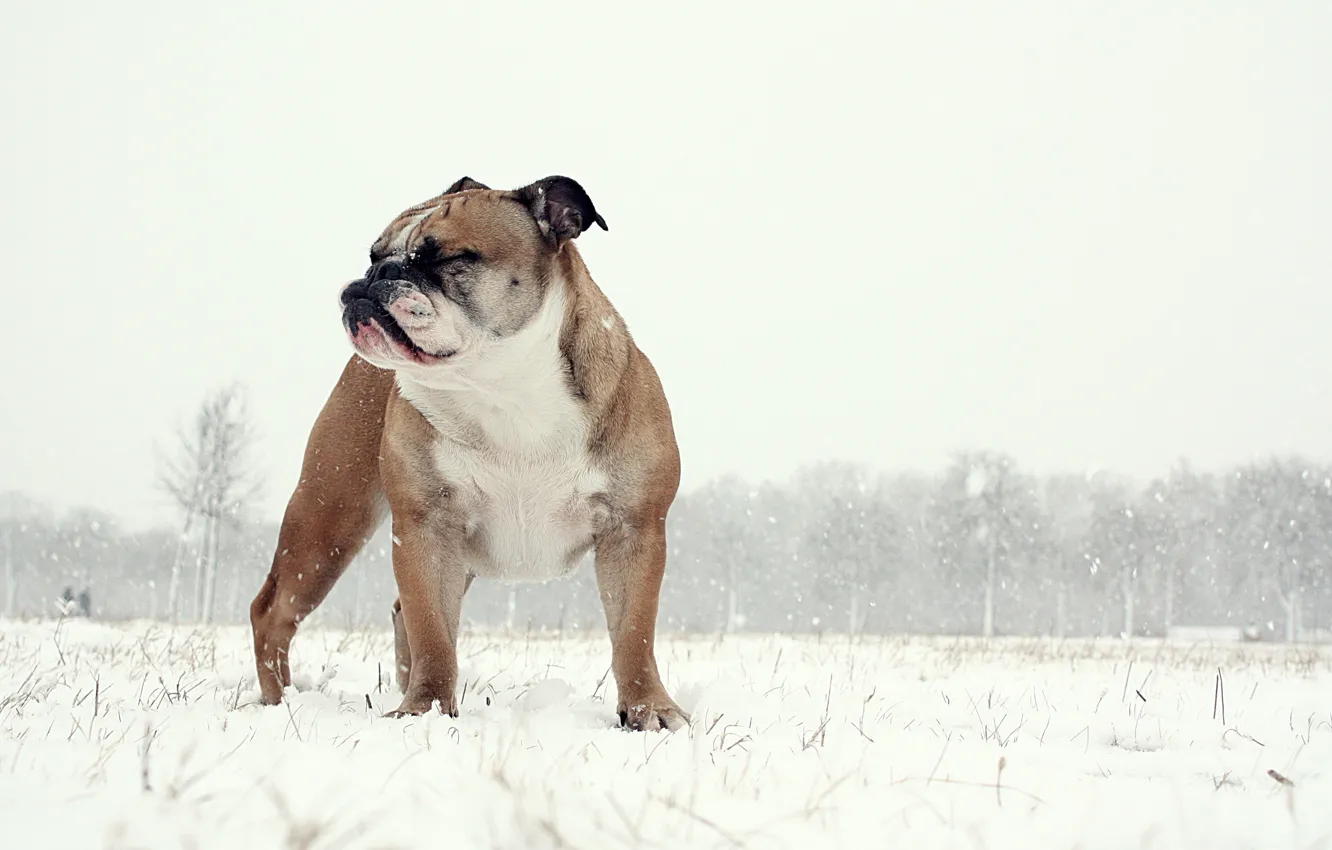 Фото обои фон, собака, English Bulldog