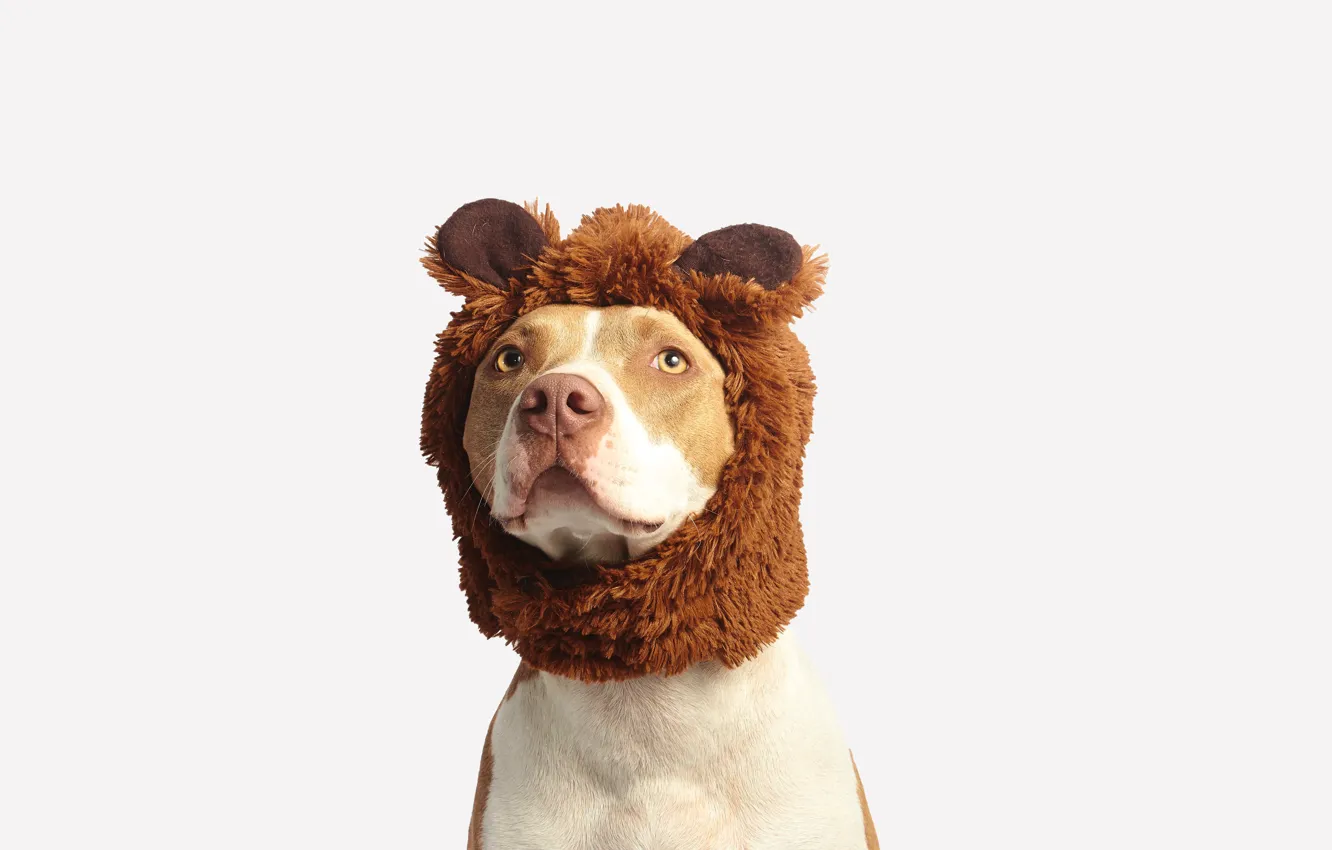 Фото обои взгляд, морда, шапка, пес, белый фон, hat, dog, домашнее животное
