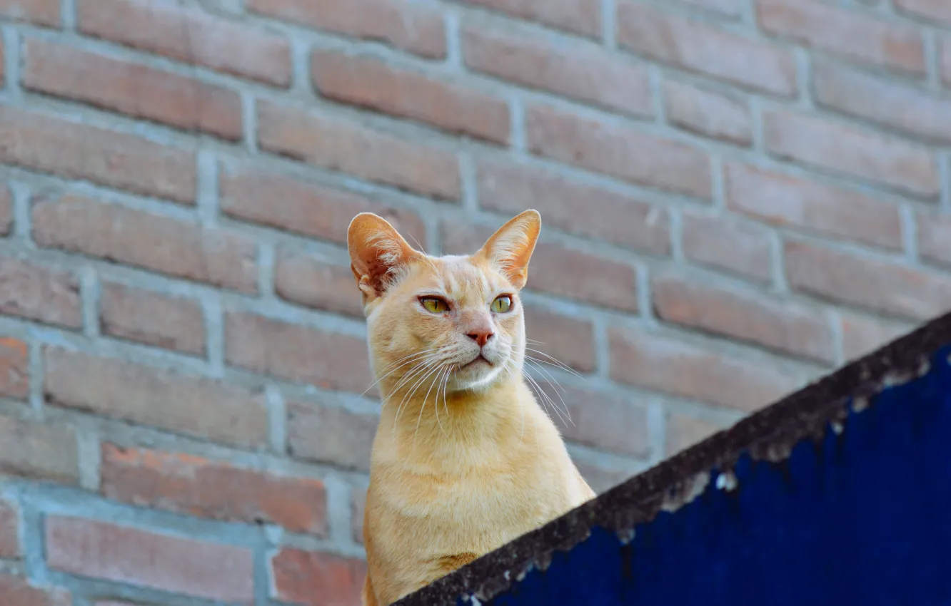 Фото обои крыша, глаза, кот, стена