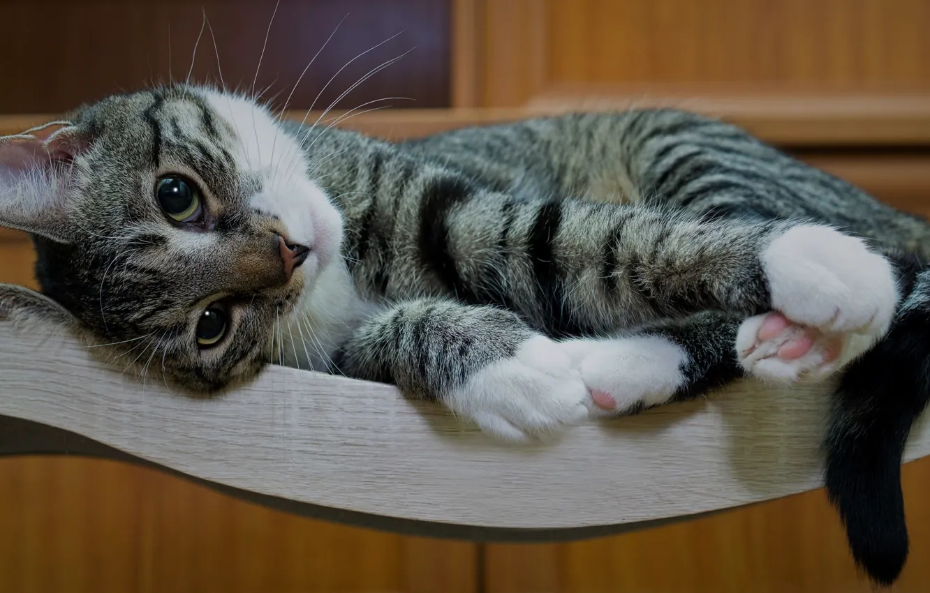 Фото обои кошка, кот, взгляд, поза, котенок, мебель, лапы, лежит