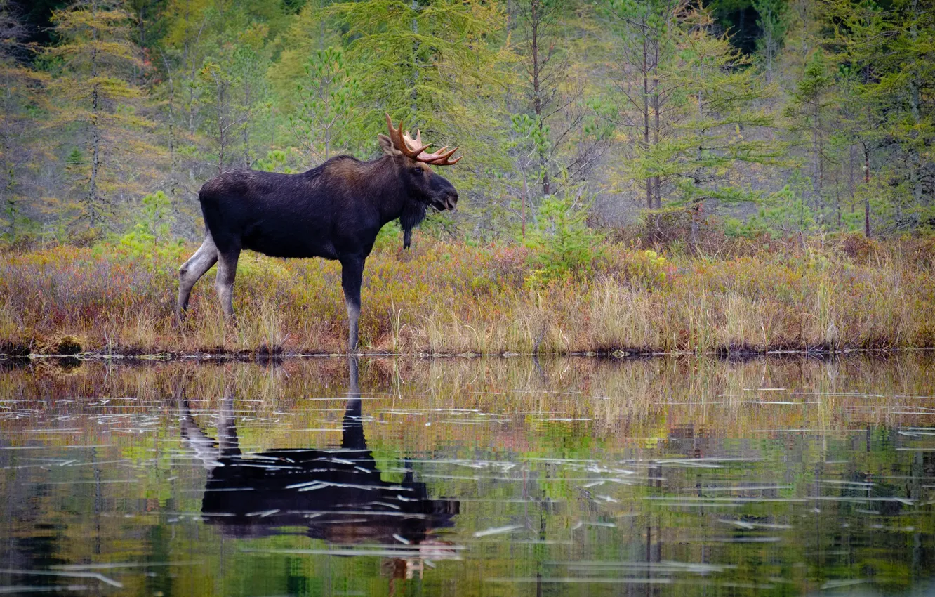 Фото обои лес, вода, деревья, отражение, лось