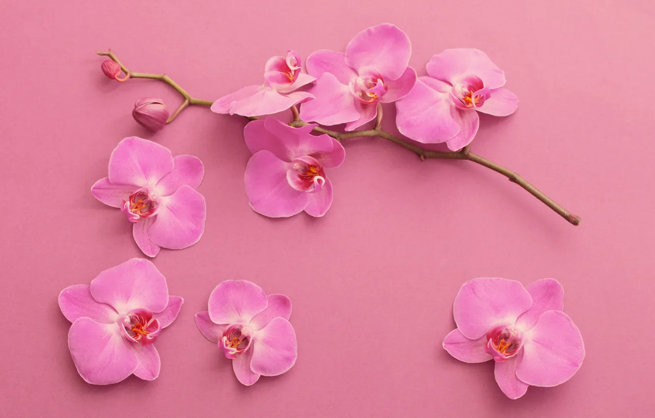 Фото обои фон, розовый, ветка, орхидеи, Maya Kruchenkova